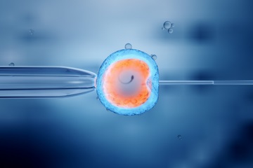 IVF fertilisation - 360 x 240